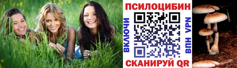Купить где  Ахтубинск  Псилоцибиновые грибы Cubensis 